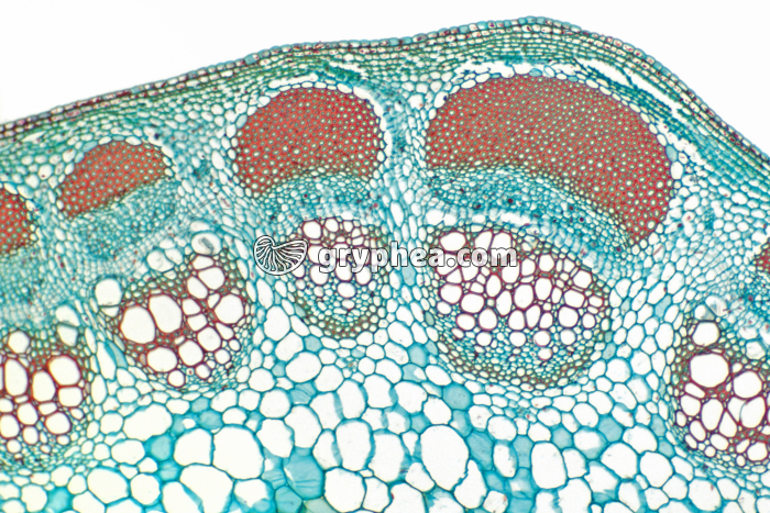 Tige de Dicotylédone CT x25 - gryphea.com
